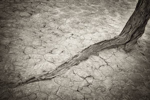 Photograph Karin De Winter The Root on One Eyeland